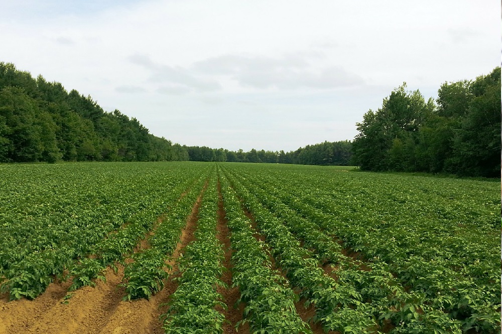 Nieuw onkruidbestrijdingsmiddel in aardappelen toegelaten door Ctgb