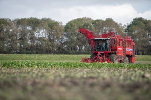 Volop oogstwerk bij suikerbieten