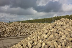 Opkomende markten zetten suikermarkt in beweging