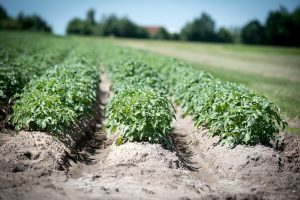 Ervaringen met variabel poten van aardappelen