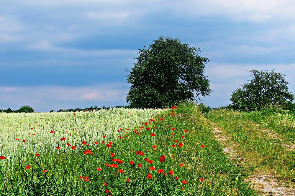 Gratis zaadmengsel voor akkerranden voor boeren in Twenterand