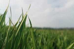 Pilots voor nieuw Gemeenschappelijk Landbouwbeleid