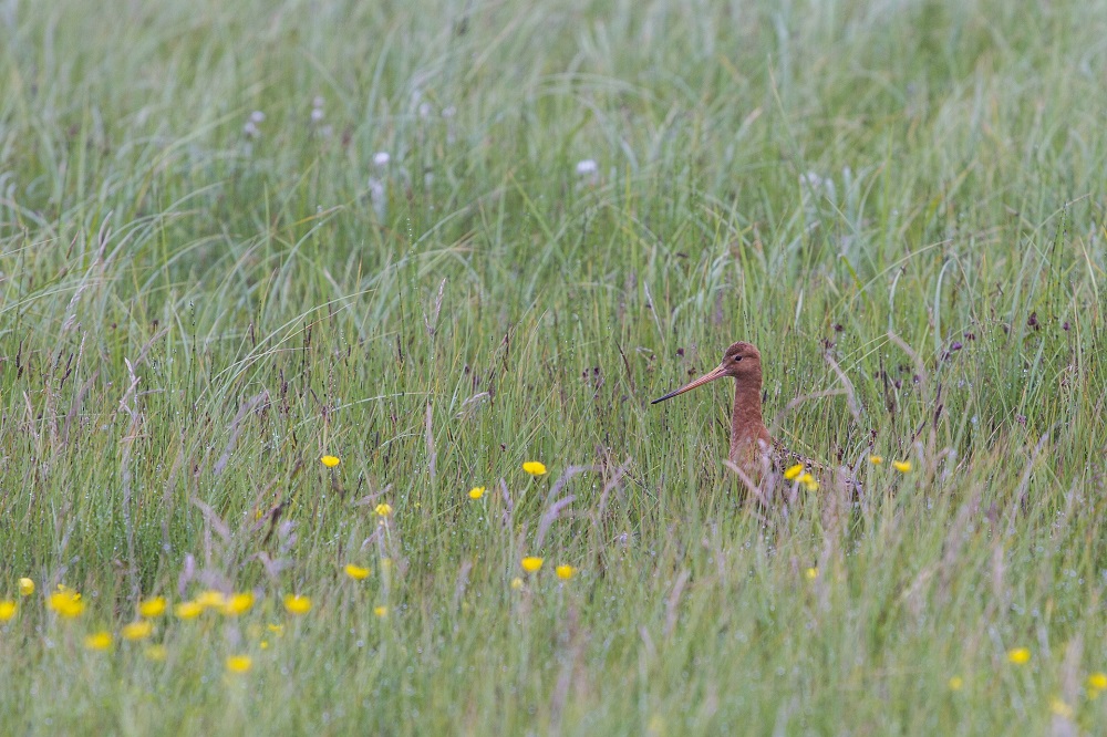 Boerenlandvogels onder druk: nestsucces broedvogels gedaald