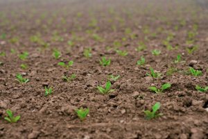 Hoe volg ik de ontwikkeling van het plantbestand?