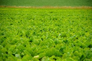 Tot wanneer kunnen bodeminsecten zorgen voor plantwegval?