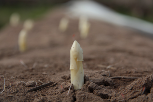 Beleven en proeven bij aspergevelden