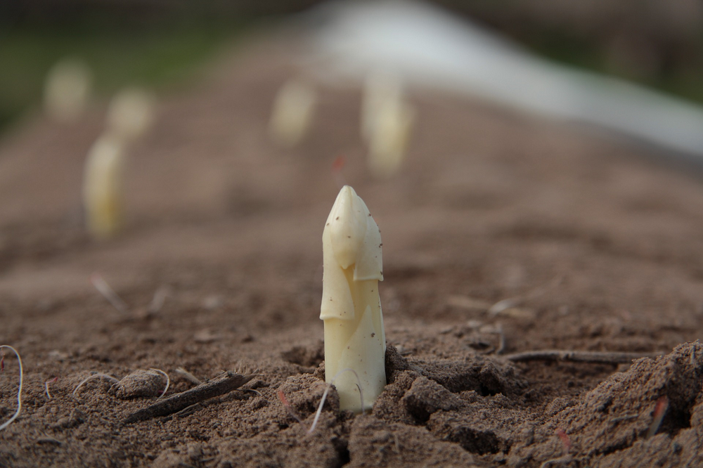 Beleven en proeven bij aspergevelden