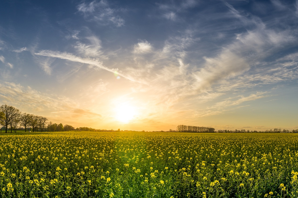 Agrivoltaics integreert akkerbouw met hernieuwbare energie