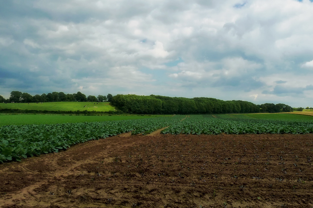 Klei toevoegen aan droog akkerland lijkt uitwerking te hebben