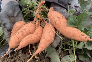 Zoete aardappelen uit Nederland bij Albert Heijn