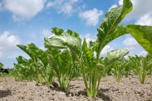 De groei van de suikerbieten wordt door aanhoudende droogte afgeremd. De komende maanden zijn bepalend voor de uiteindelijke eindopbrengst.