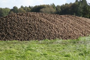 Aardappelen steeds duurder, maar teler ziet het (nog) niet terug