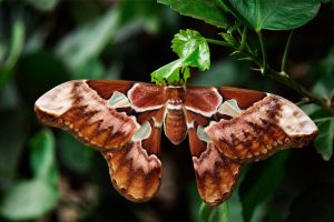 Biodiversiteitsmaatregelen van boeren voor nachtvlinders werken