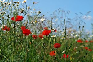 Odin Foodcoop en Caring Farmers werken samen aan voedseltransitie