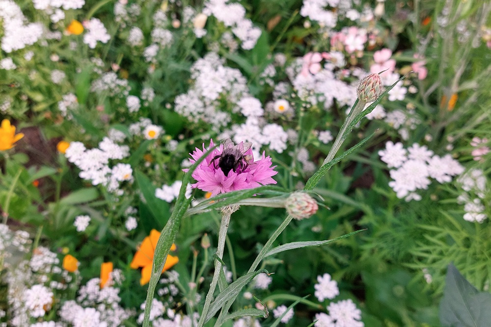 Inspanningen akkerbouwers meetbaar in Biodiversiteitsmonitor