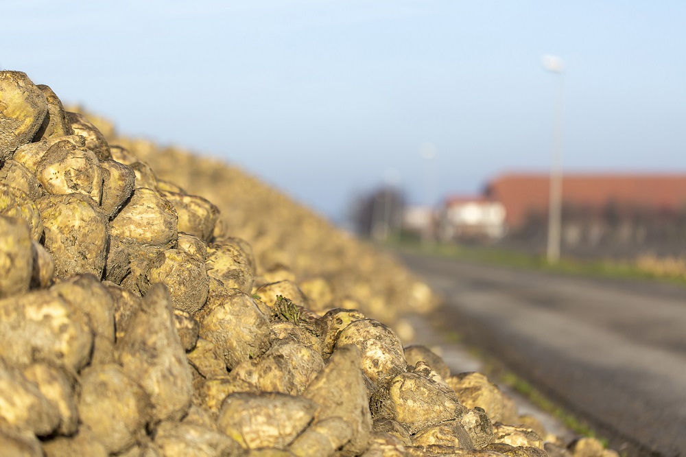 Teeltvoorschrift vergelingsziekte in bieten aangepast