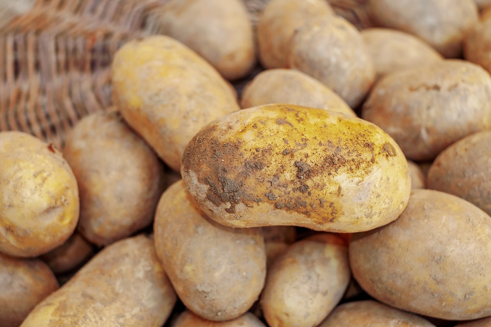 Robuuste aardappelteelt thema van Aardappelvelddag 2023
