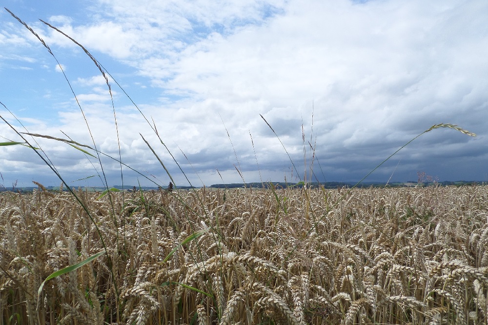 Bioplant sluit aan bij BO Akkerbouw