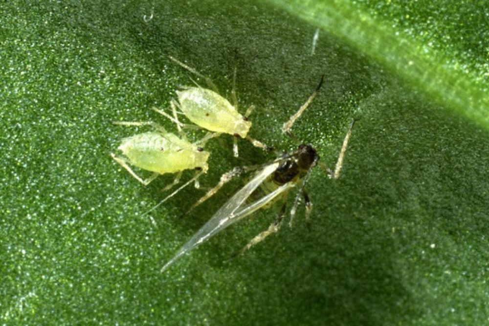 Situatie bladluizen suikerbieten: weinig groene luizen