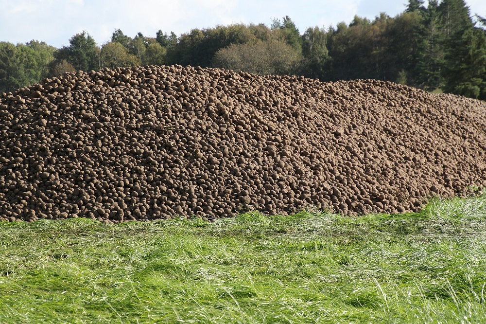 Avebe verhoogt de basisprijs met 5 euro per ton aardappelen