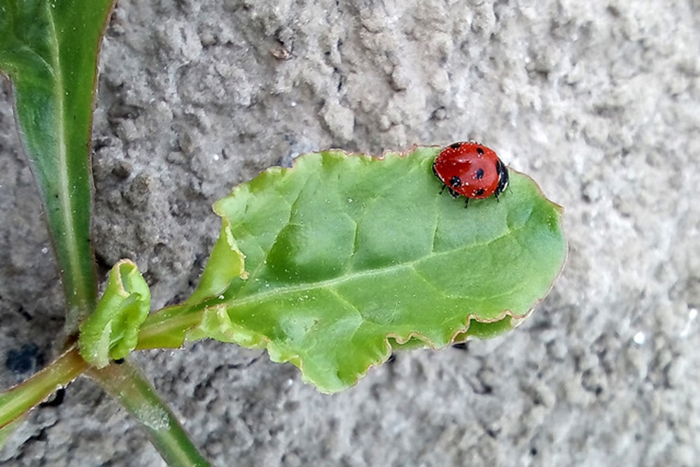 Natuurlijke vijanden in de bietenteelt in beeld