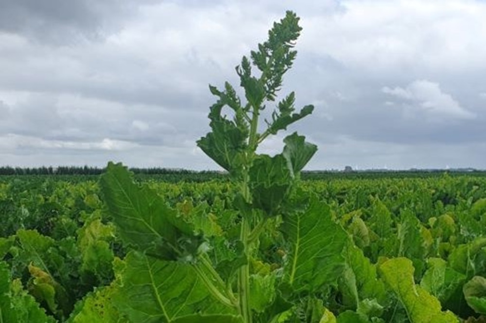 Rondje door de bieten om schieters te verwijderen