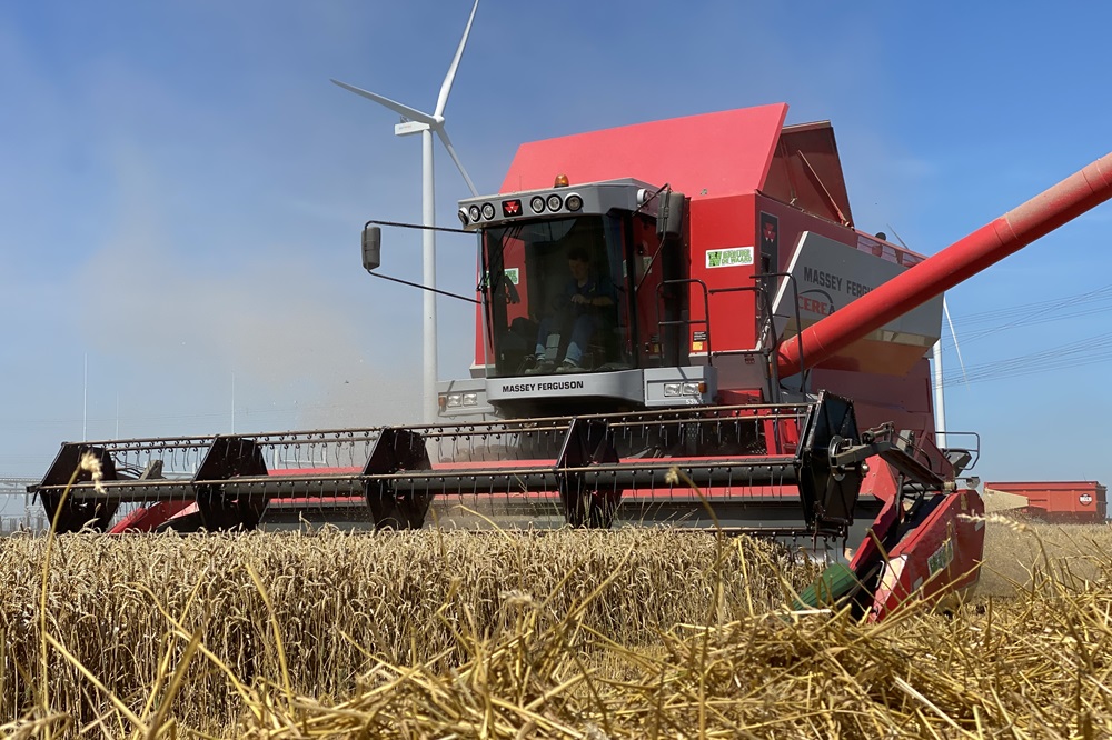 Fotoreportage: Wintertarwe dorsen in Flevoland met MF-combine