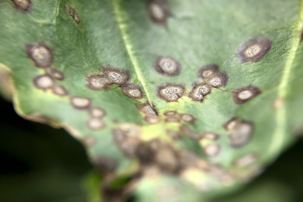 Cercospora en roest in IRS-gebieden West-Brabant zand en Noord-Holland