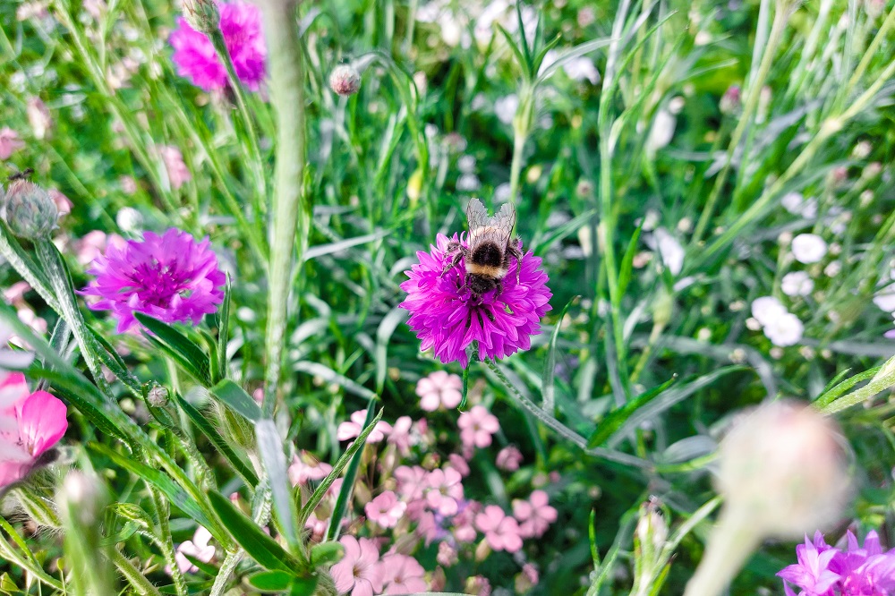 Natuurbeheer op de Cosun Inspiratieboerderij