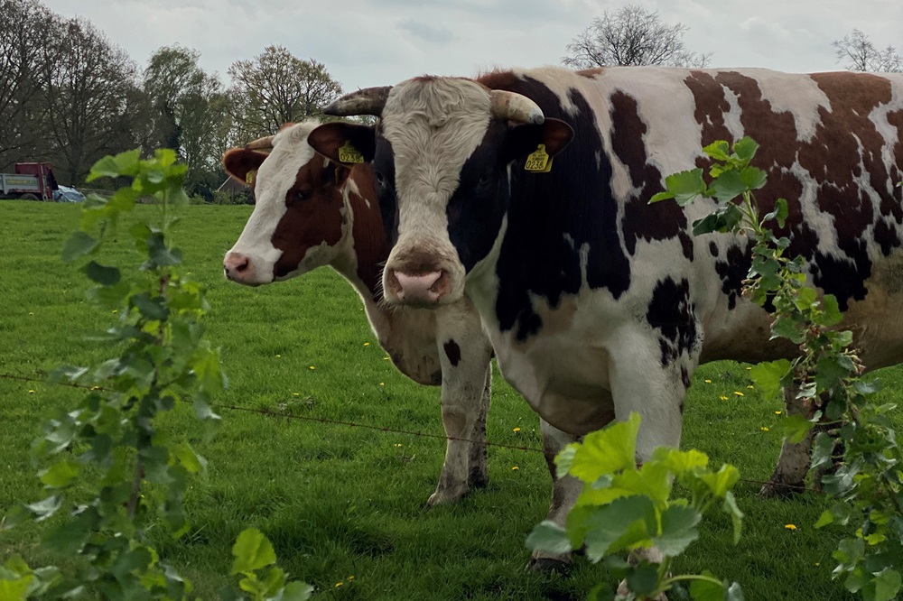 Koolstofvastlegging door agroforestry