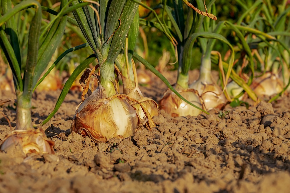 Telersorganisaties willen ook onderzoek voor uienteelt