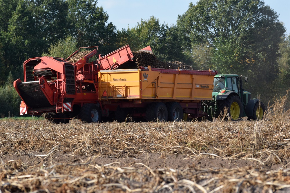 Europese aardappeloogst ondanks slechte start vergelijkbaar met vorig jaar