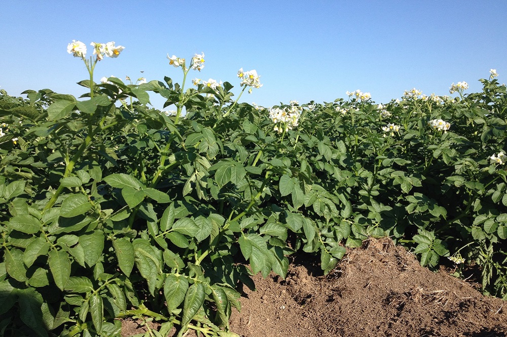 "TopCrop zet Nederlandse akkerbouw internationaal op de kaart"