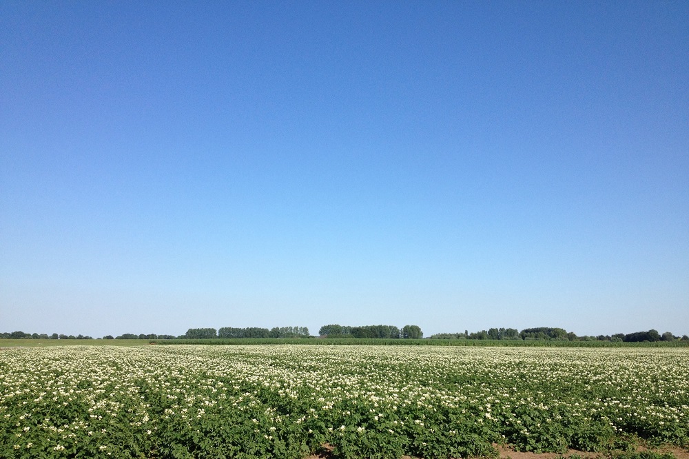 Velddemo: invloed van verschillende groenbemesters op aardappelteelt