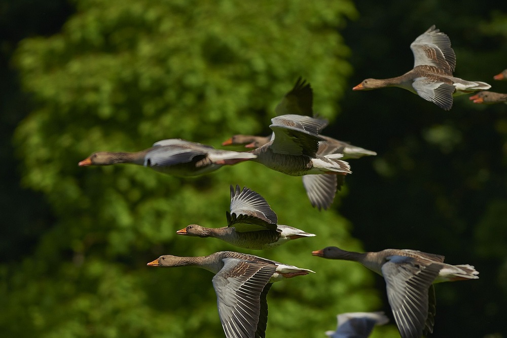 Akkerbouwers aan zet om faunabeheer mogelijk te houden