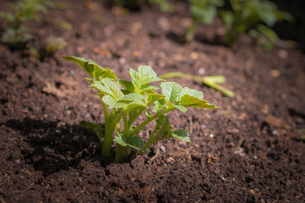 Agrifirm zet met samenwerking EGG in op virusvrije microknollen