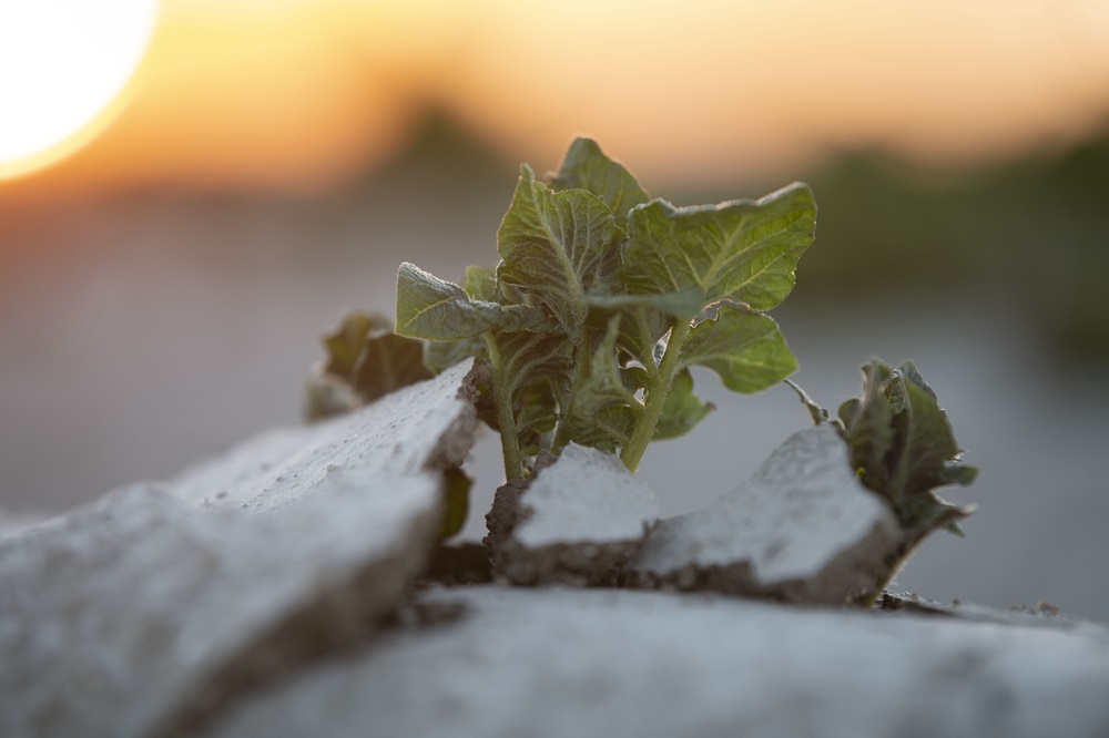 Regeerprogramma biedt handvatten voor de akkerbouw