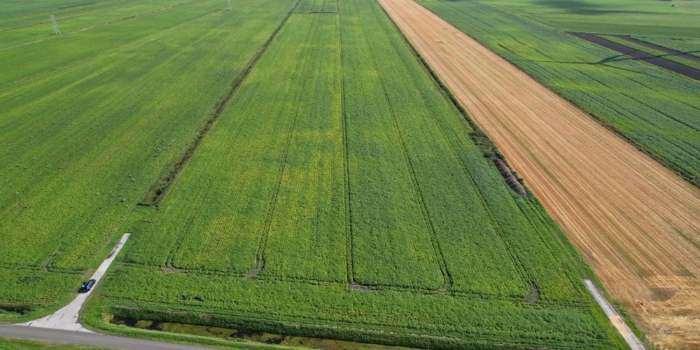 Velddemo: invloed verschillende groenbemesters op aardappelteelt