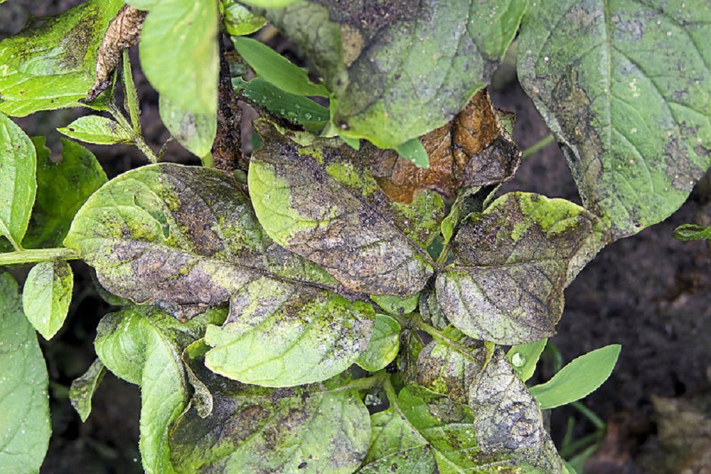 "Phytophthora valt aan met maar liefst 28 bar"