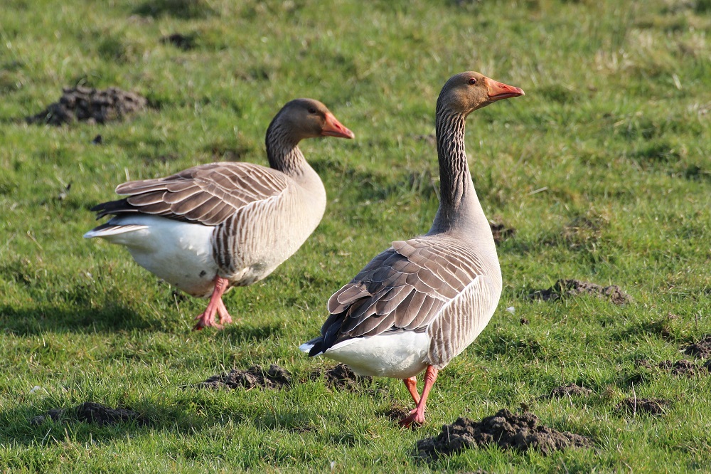 Boeren kunnen straks kosteloos faunaschade melden