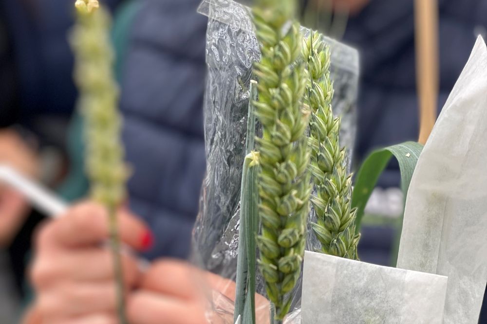 Plantverdeling bij ASUR Plantbreeding