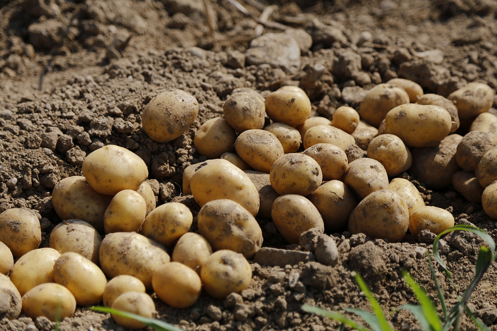 Hoe maken we de aardappelteelt robuuster en duurzamer?