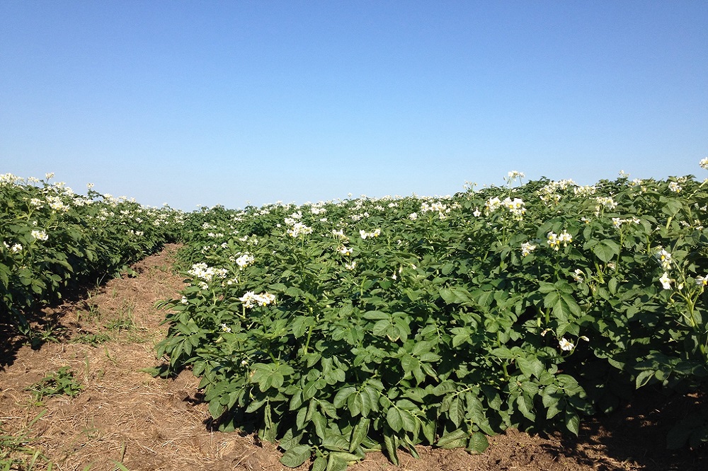 Haalbaarheidsonderzoek nieuwe techniek beheersing plagen in uien en aardappelen