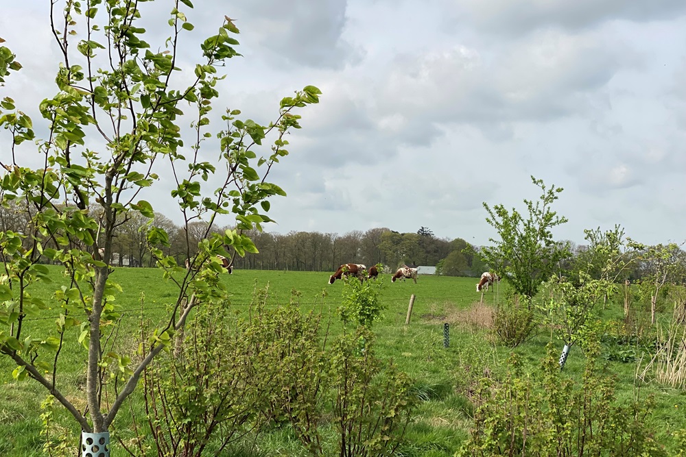 Steeds meer boeren zien kansen in agroforestry