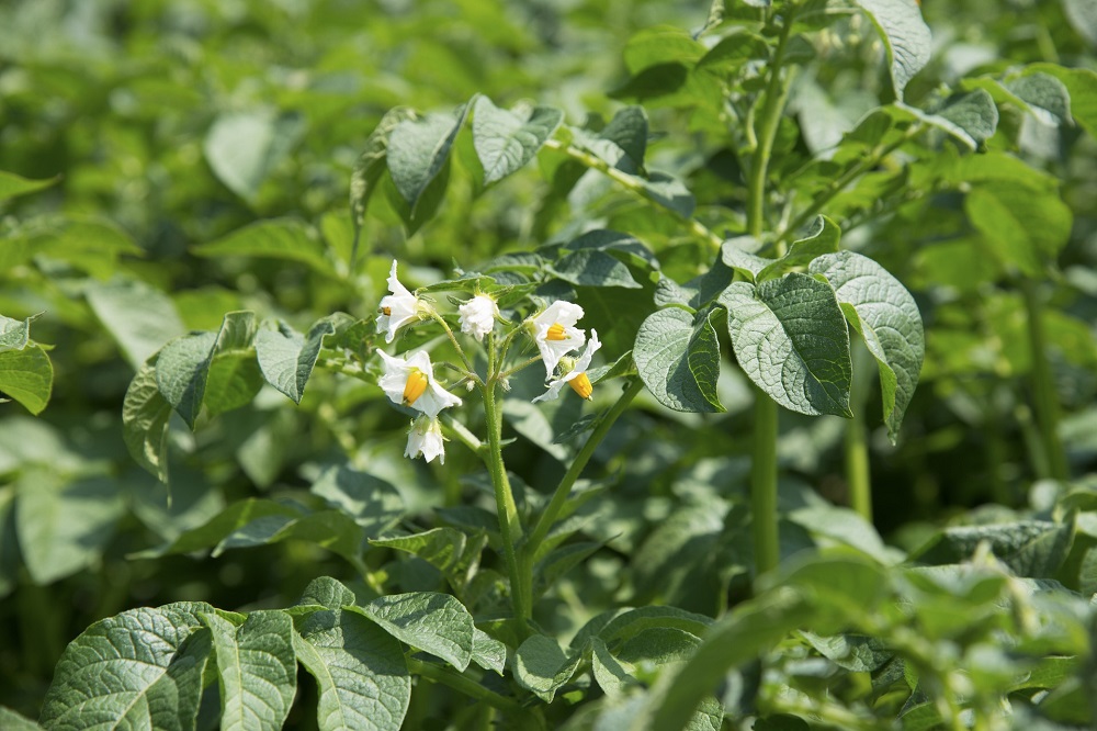 Teeltvoorschriften voor Phytophthora en aardappelmoeheid aangepast