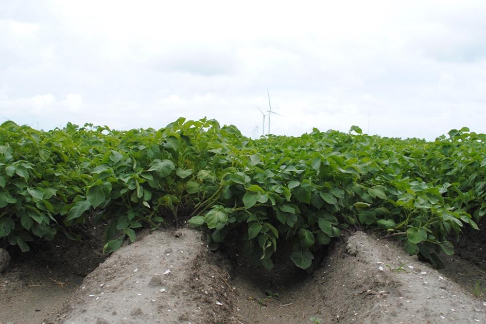 Verbeterde methode voor detectie en identificatie van aardappelcystenaaltjes