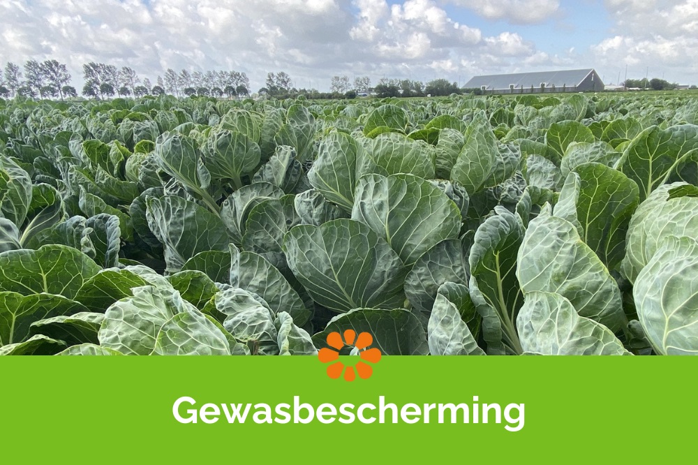 Gewasbescherming