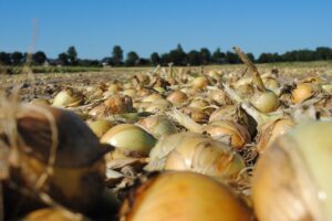 De Groot en Slot maakt start met uitleveringen uienzaad