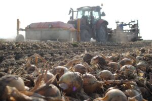 Groen licht voor verbindendverklaring voor de uienteelt